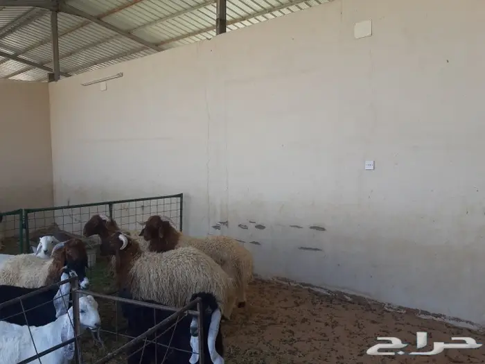 الجزل للذبائح المذنب 5