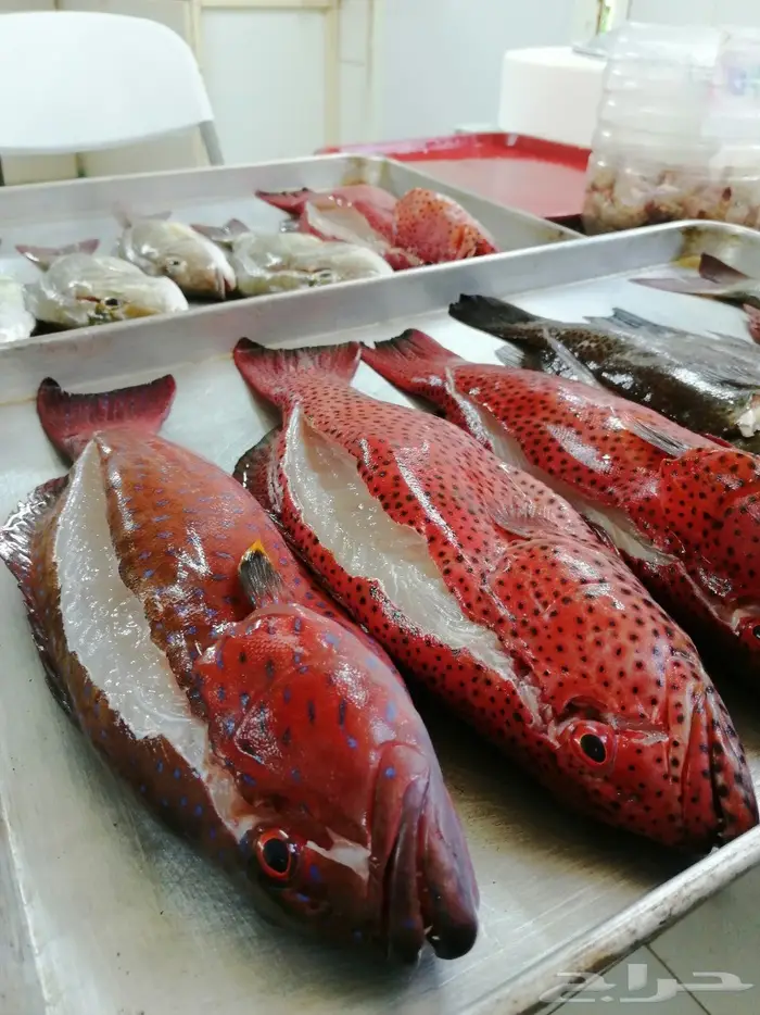 قارب رحلات بحريه بجازان (صيد-نزهه-غوص) 17