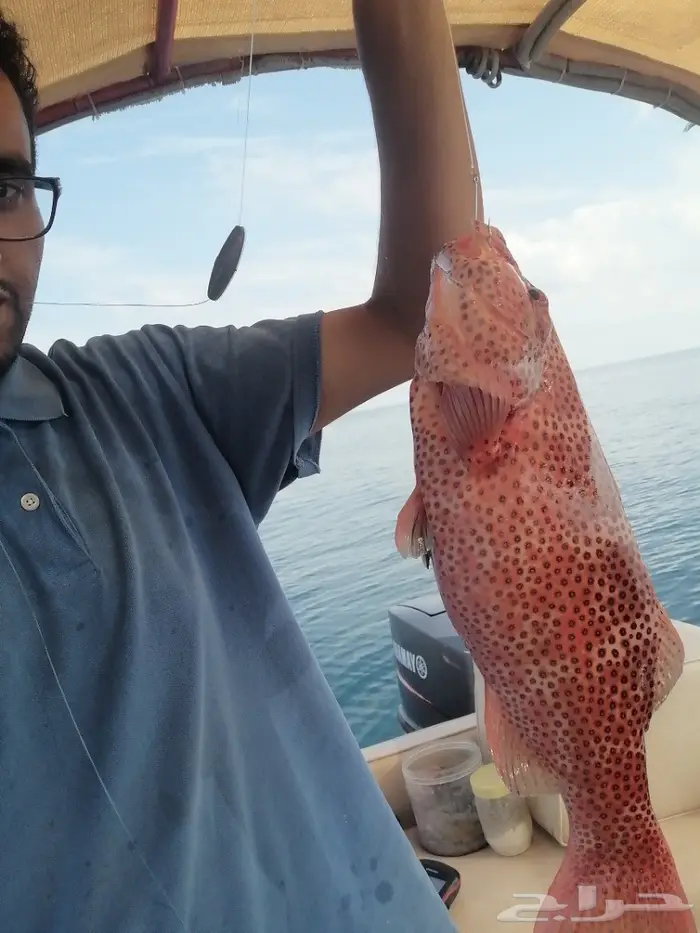 قارب رحلات بحريه بجازان (صيد-نزهه-غوص) 18