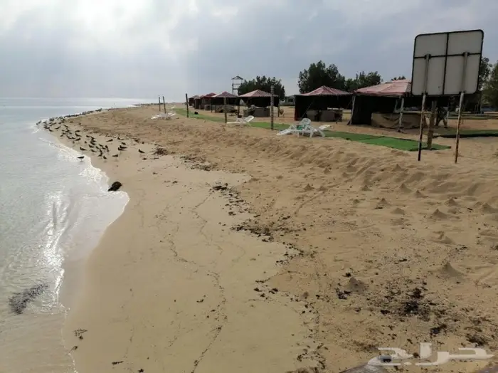 قارب رحلات بحريه بجازان (صيد-نزهه-غوص) 13