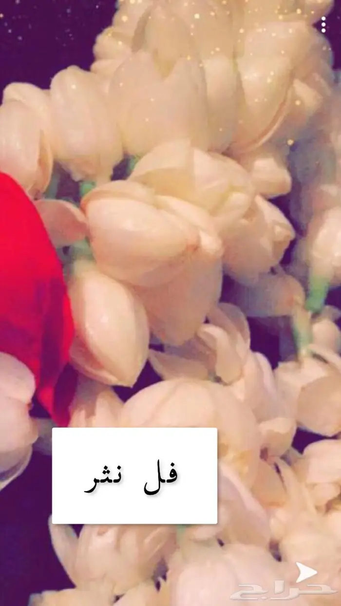 نجهز عقود فل وردطبيعي مسكات عرائس يوجد توصيل 2