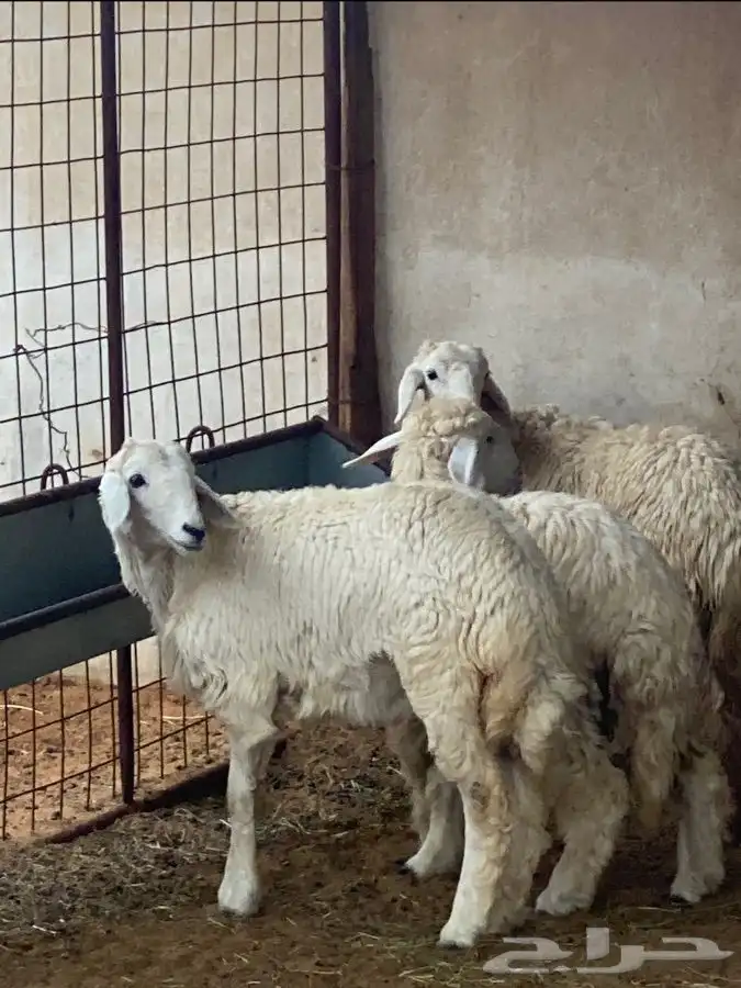 ذبايح عيون الجواء 23