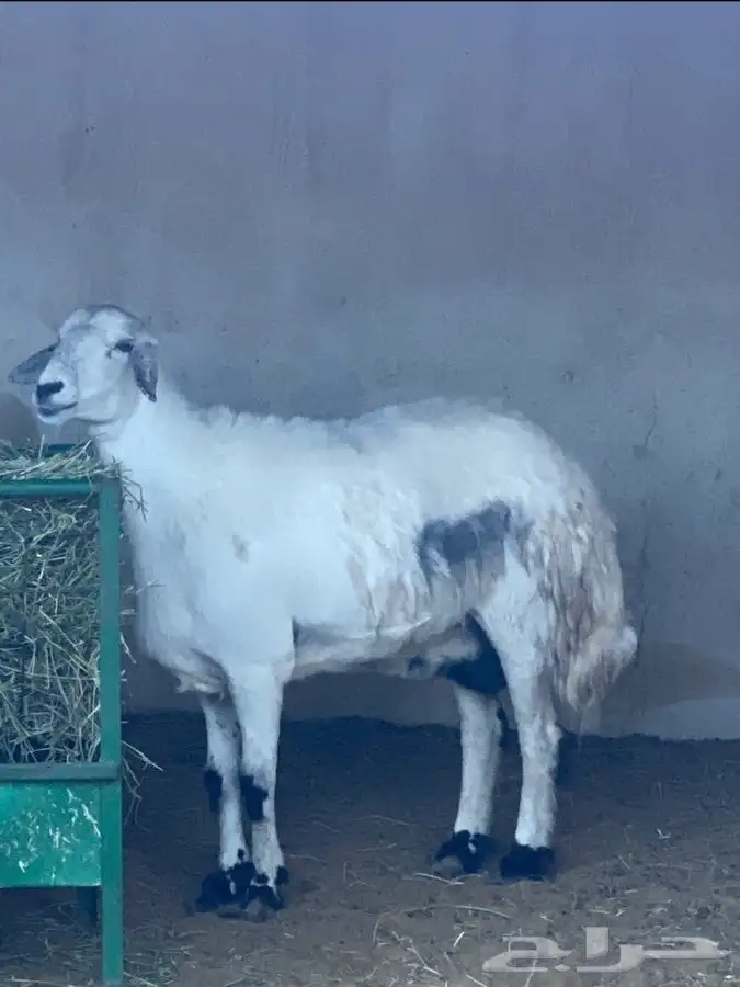 ذبايح عيون الجواء 22