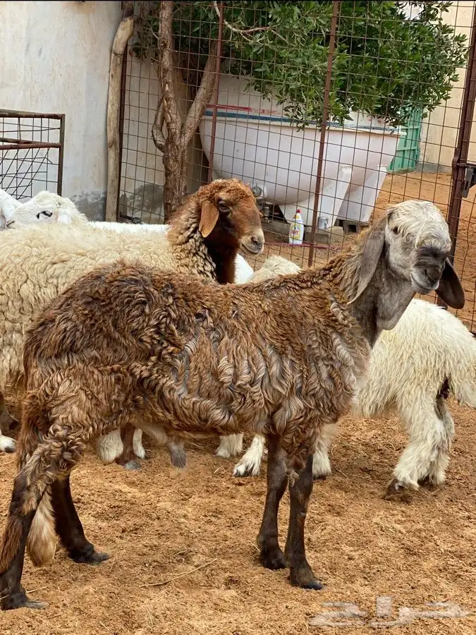 ذبايح عيون الجواء 19