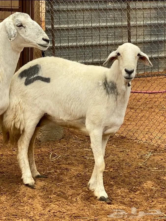 ذبايح عيون الجواء 18