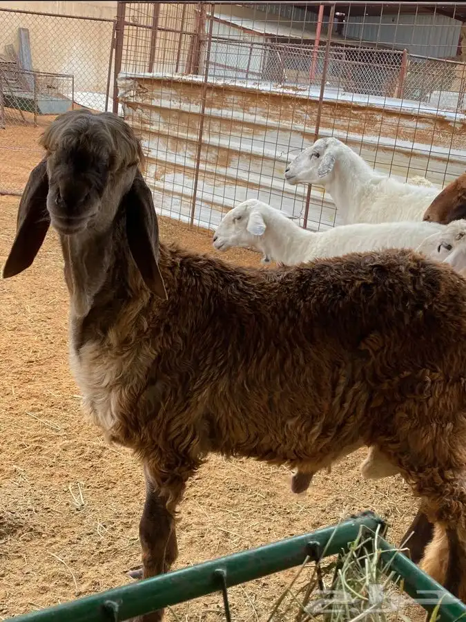 ذبايح عيون الجواء 17