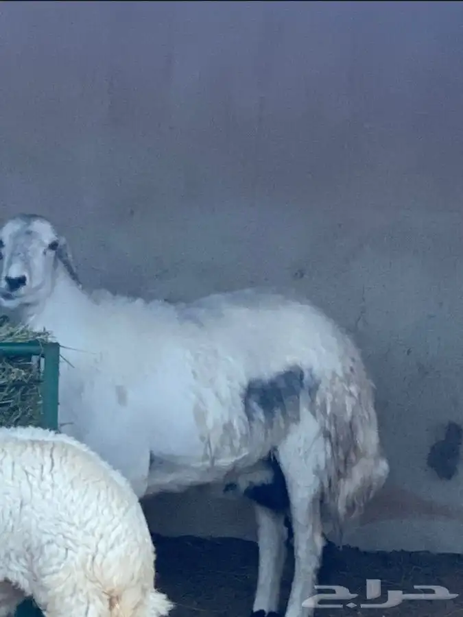 ذبايح عيون الجواء 21