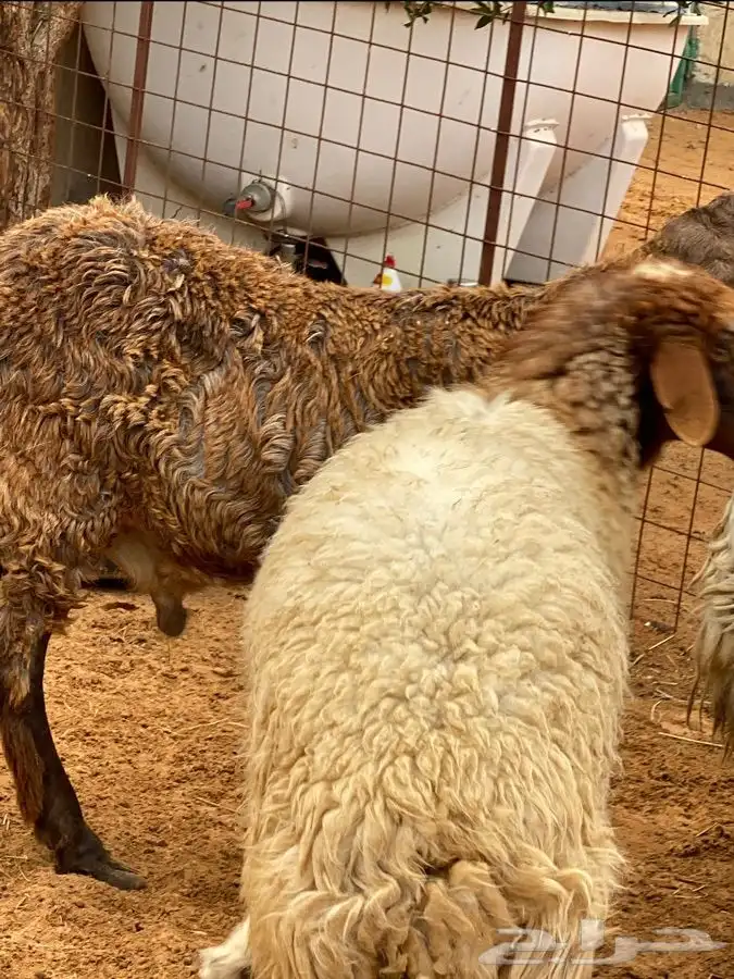 ذبايح عيون الجواء 20