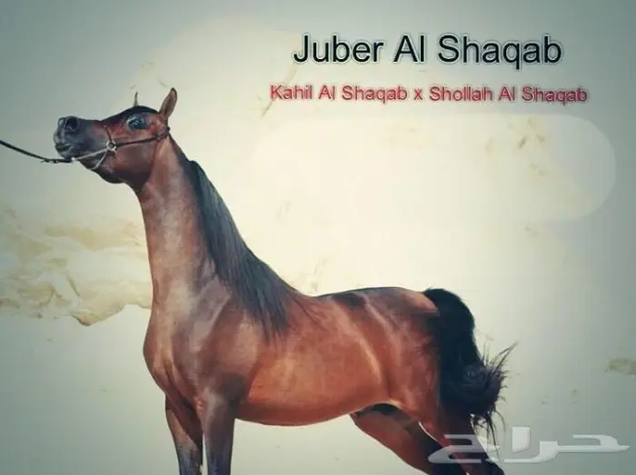 عسف ترويض الخيل. تدريب إيواء 2