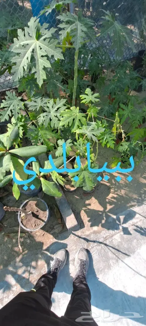 شتلات للبيع 37