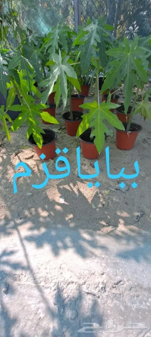 شتلات للبيع 39