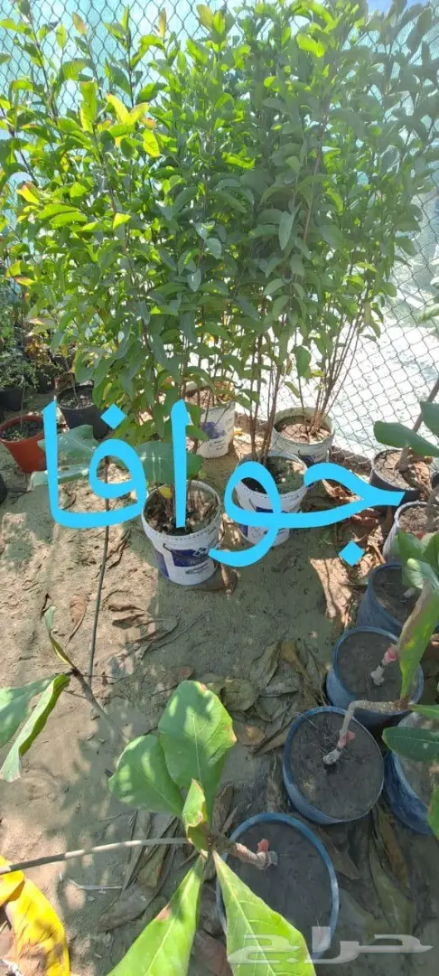 شتلات للبيع 40