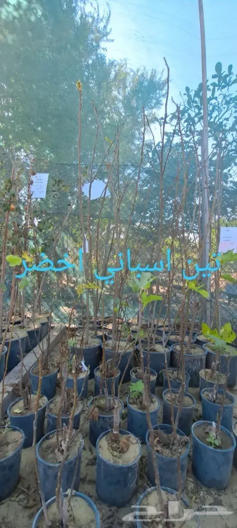 شتلات للبيع 41