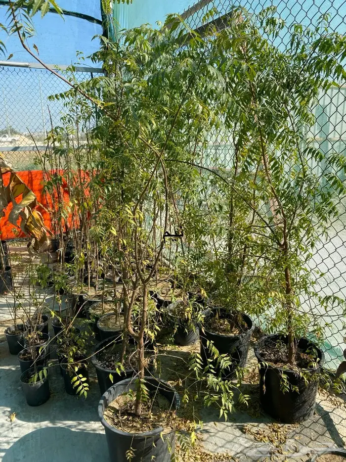 شتلات للبيع 4