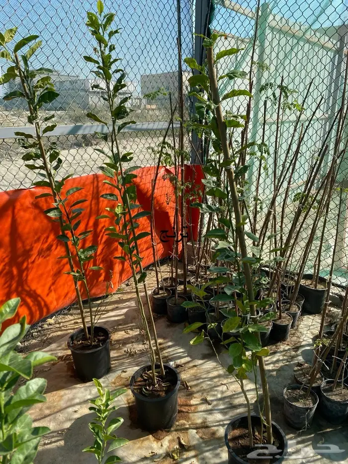 شتلات للبيع 5