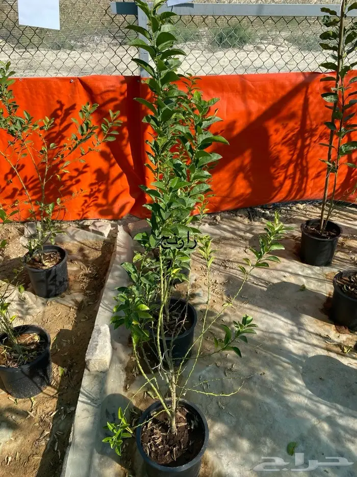 شتلات للبيع 6