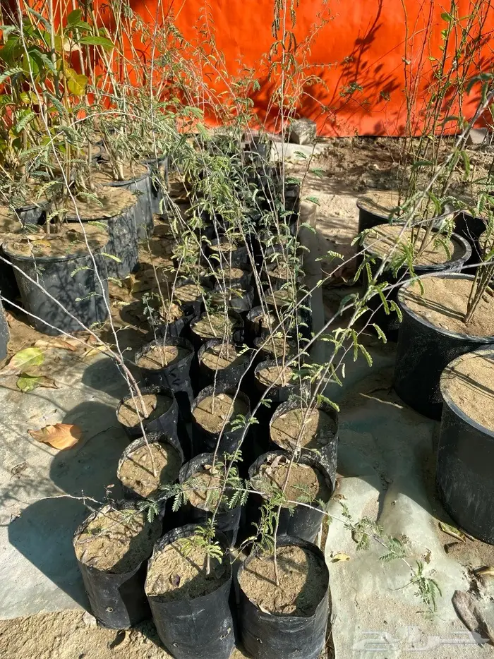 شتلات للبيع 7