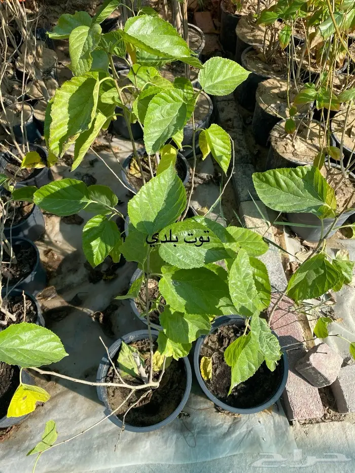 شتلات للبيع 9