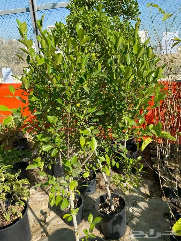 شتلات للبيع 10