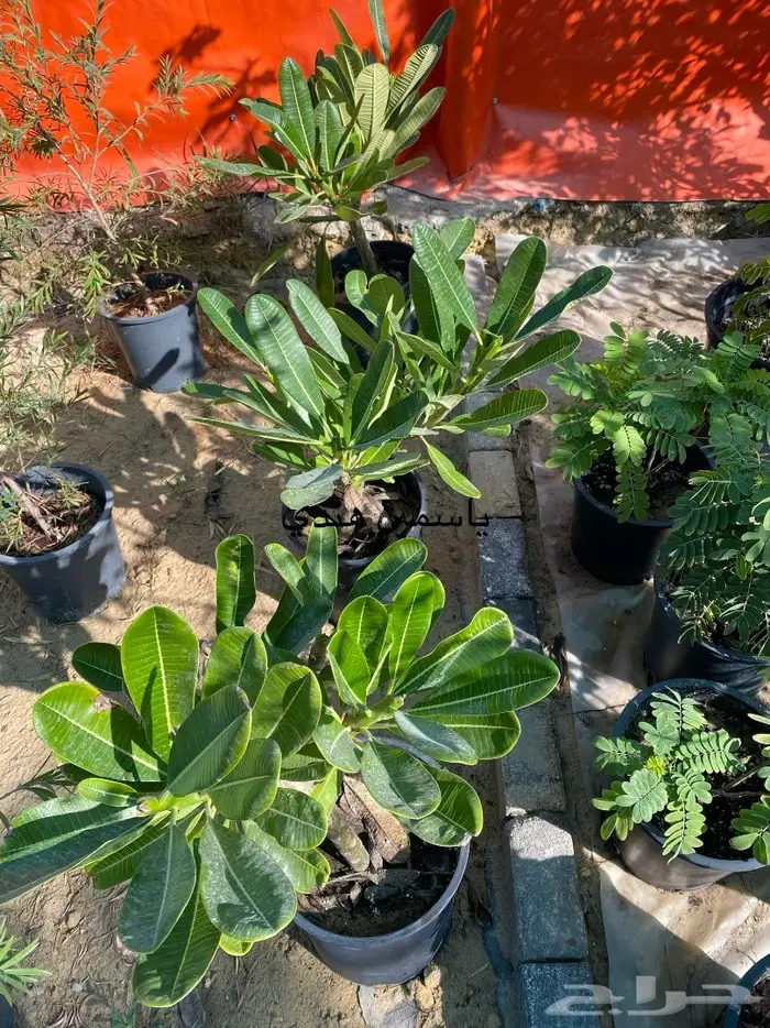 شتلات للبيع 12