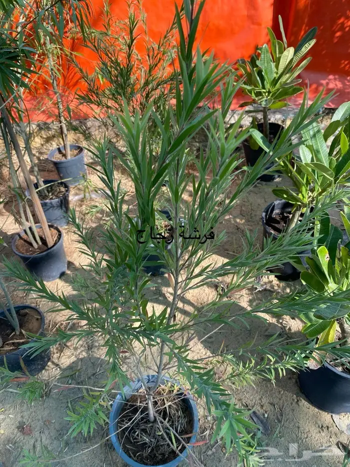 شتلات للبيع 13