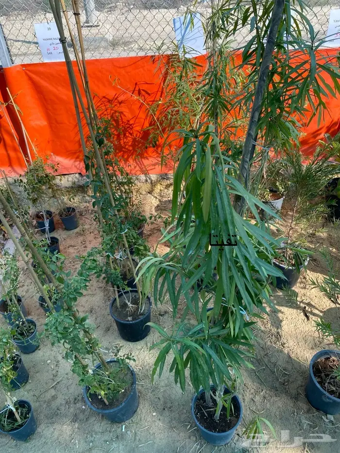 شتلات للبيع 14