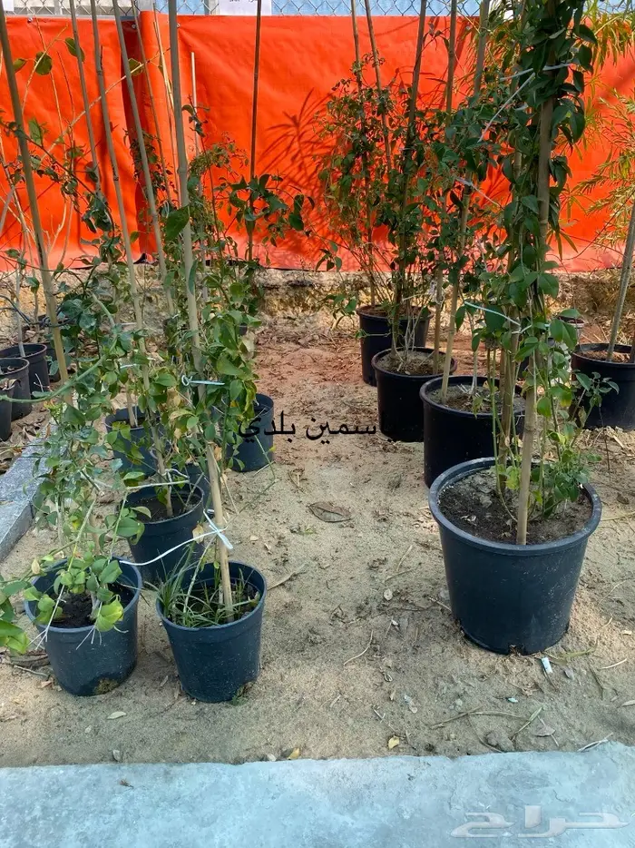شتلات للبيع 15