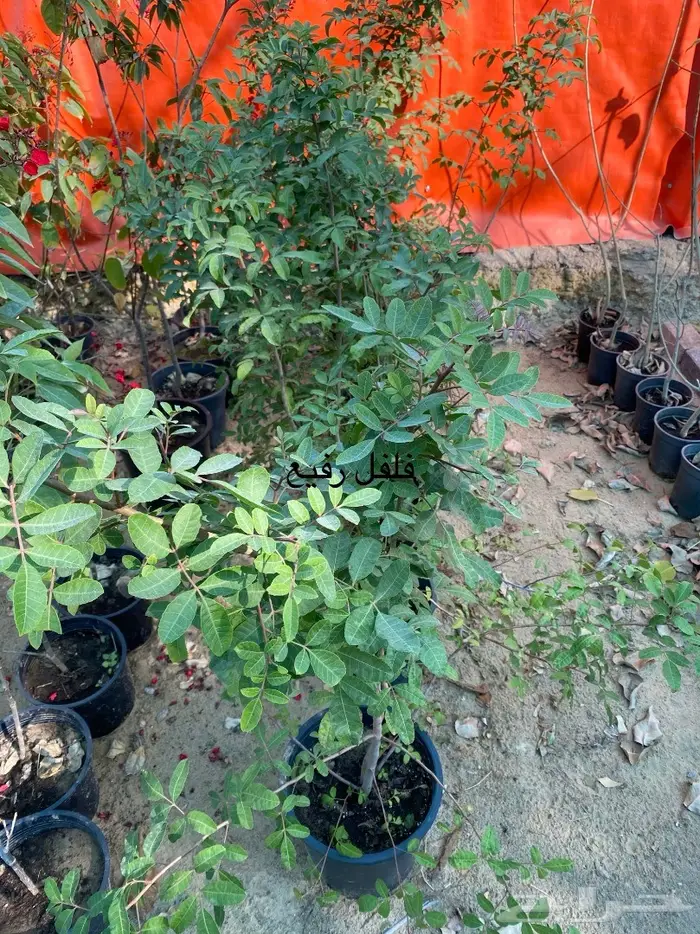 شتلات للبيع 16