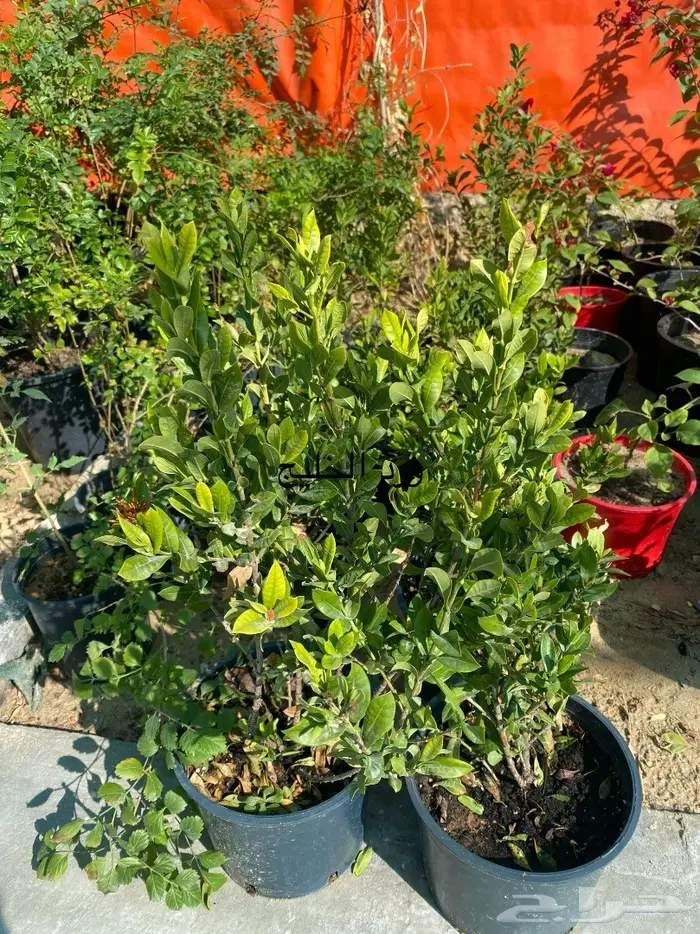 شتلات للبيع 21