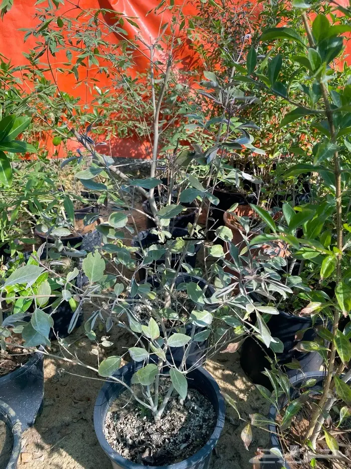 شتلات للبيع 23