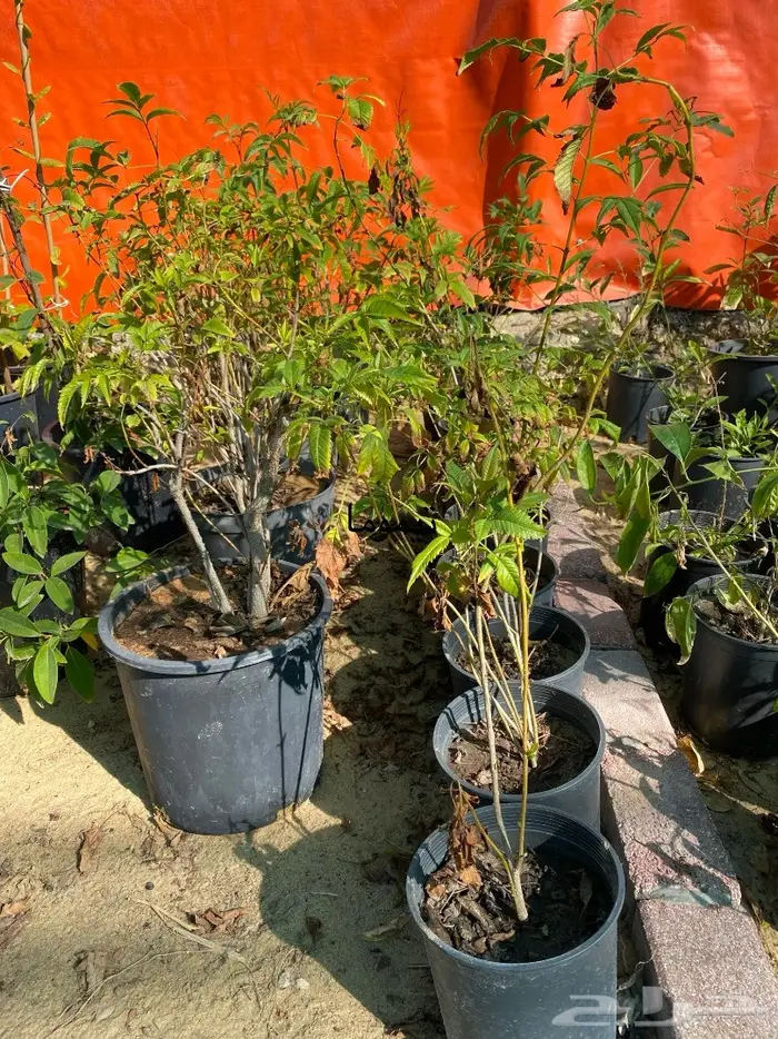 شتلات للبيع 25