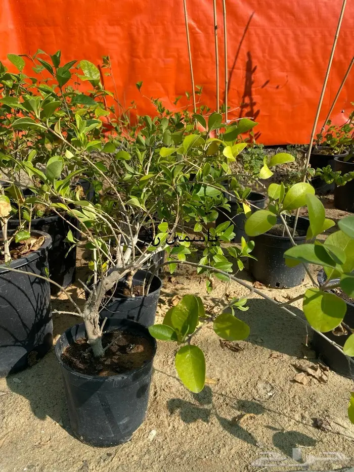 شتلات للبيع 26