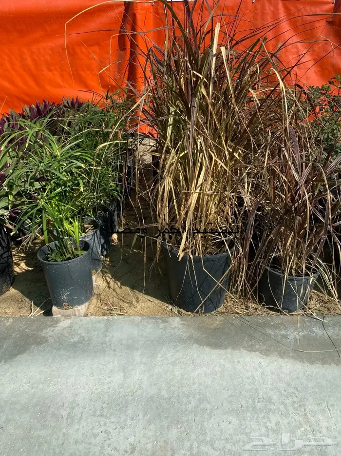 شتلات للبيع 28