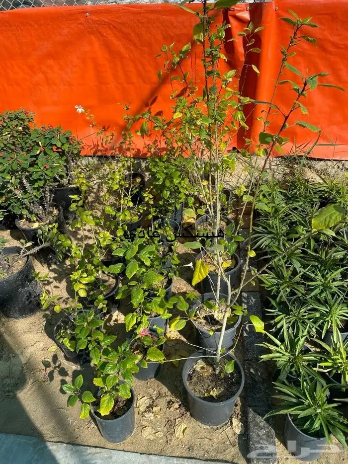 شتلات للبيع 29