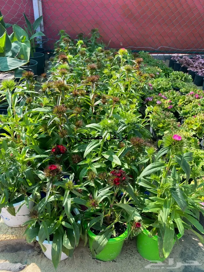 شتلات للبيع 31