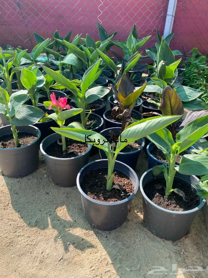 شتلات للبيع 32