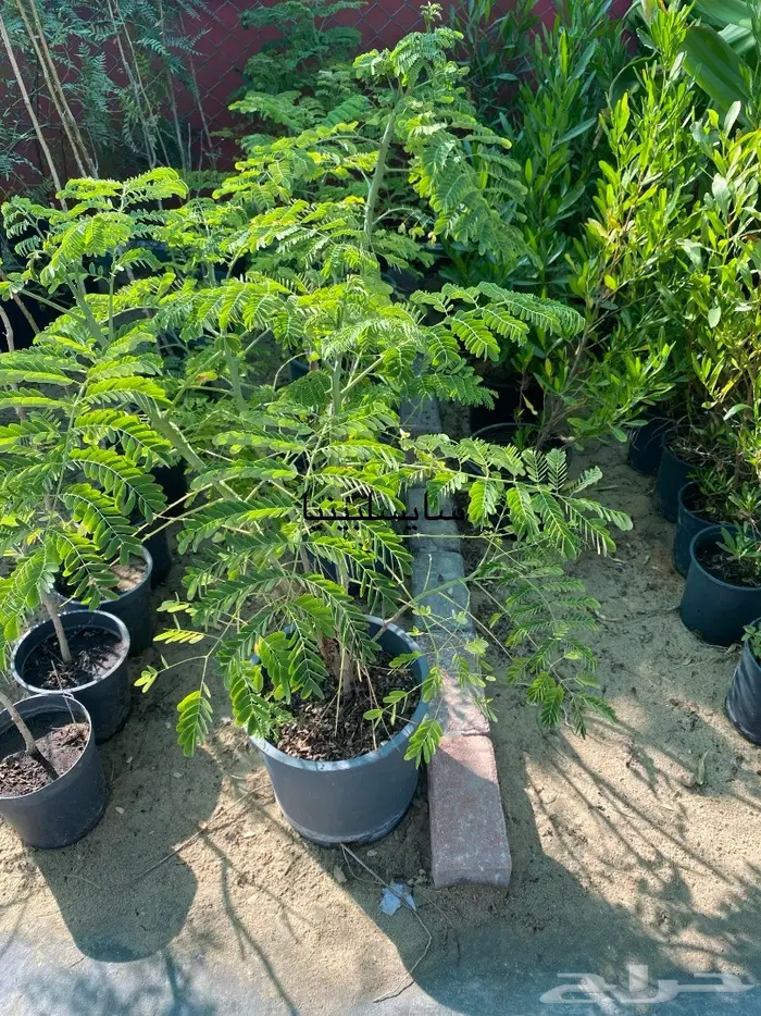 شتلات للبيع 34