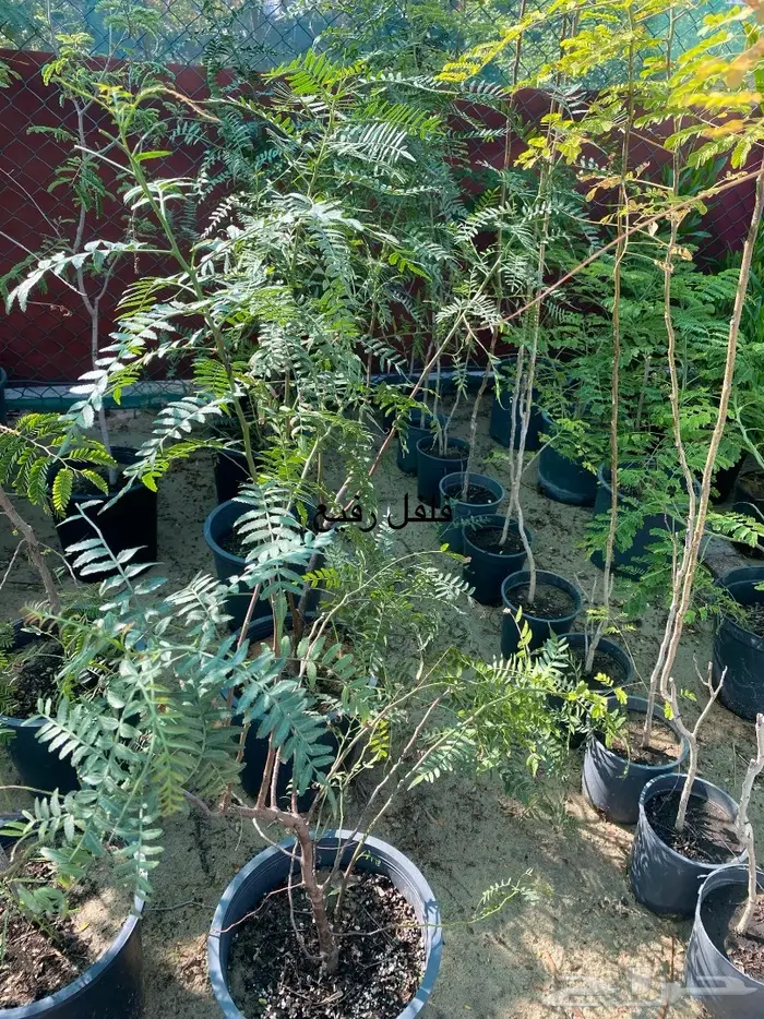 شتلات للبيع 35