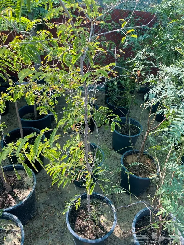 شتلات للبيع 36