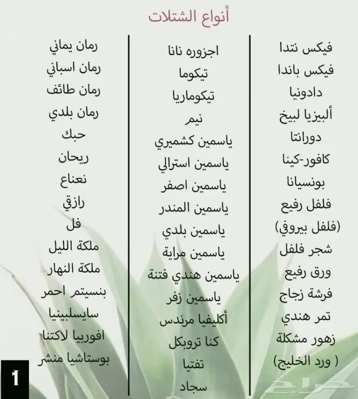 شتلات للبيع 2