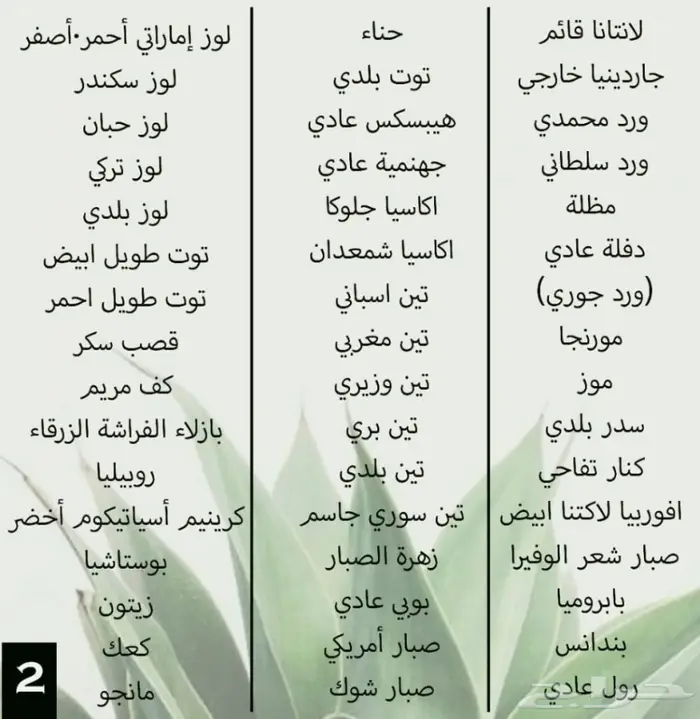 شتلات للبيع 3