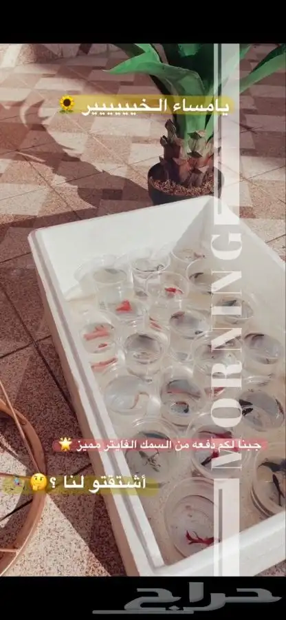 سمك الفايتر متوفر تمارا 4