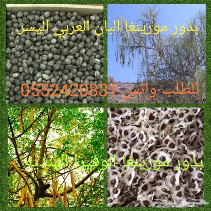 بذور و زيت مورينغا او مورينجا 1