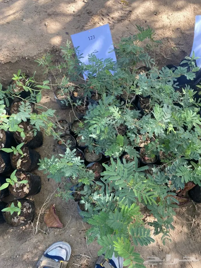 شتلات للبيع 45