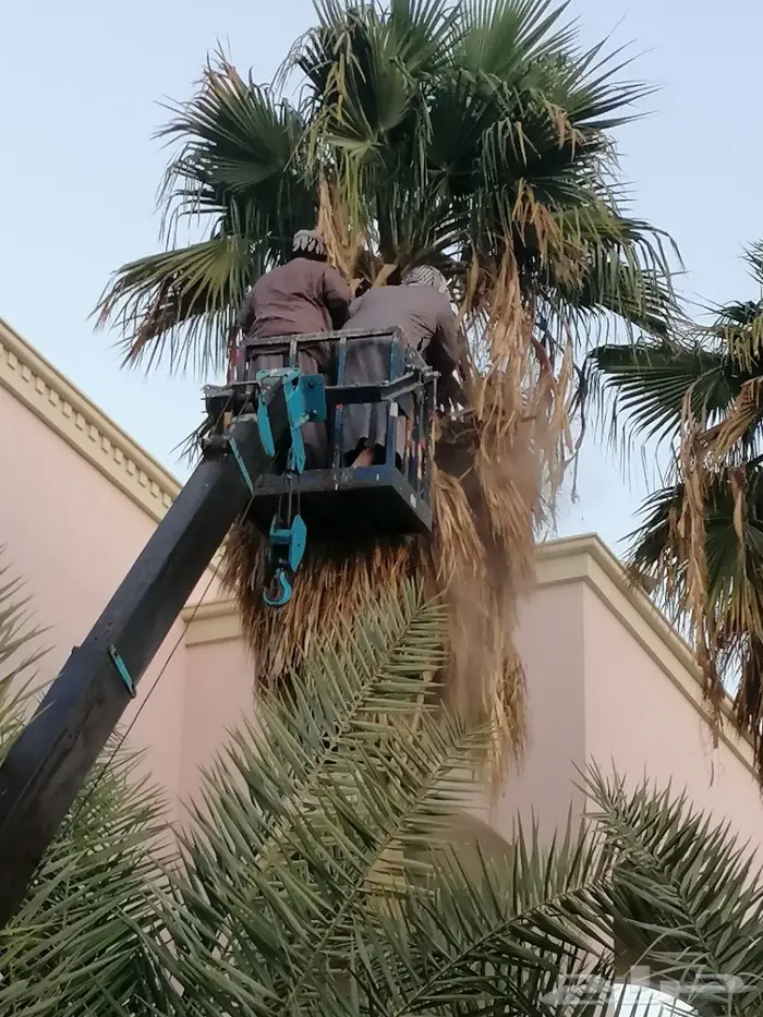 كرين ونش رافعة سلة عمال للايجار بالأحساء 4