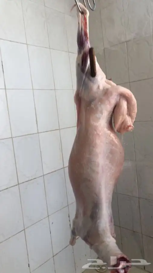 ذبايح حريه من البر مع الذبح والتوصيل لبيتك 14