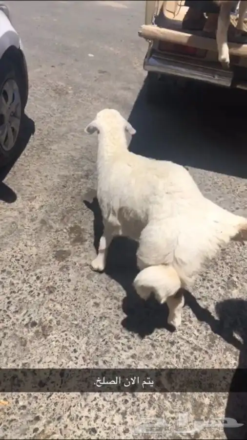 ذبايح حريه من البر مع الذبح والتوصيل لبيتك 4