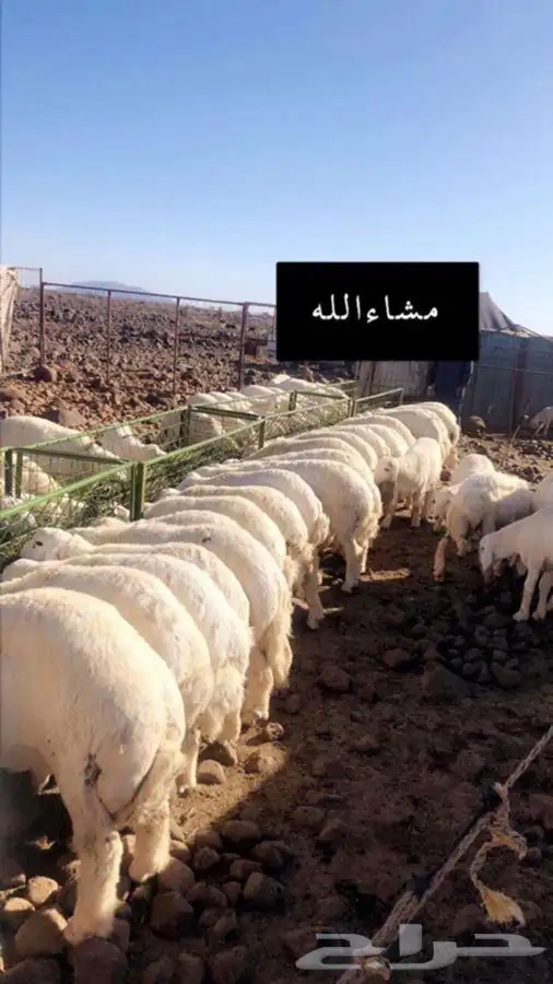 ذبايح حريه من البر مع الذبح والتوصيل لبيتك 6