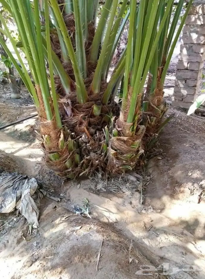 نخل للبيع معاتوصيل خلاص صقعي سكري مجدول نبوت 8