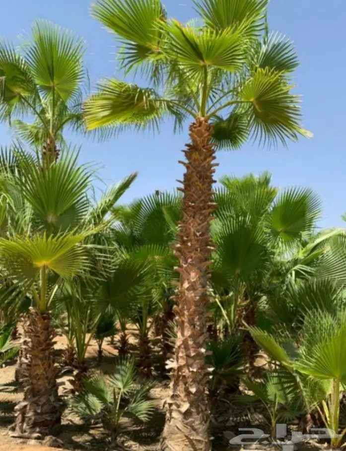 نخل للبيع معاتوصيل خلاص صقعي سكري مجدول نبوت 6